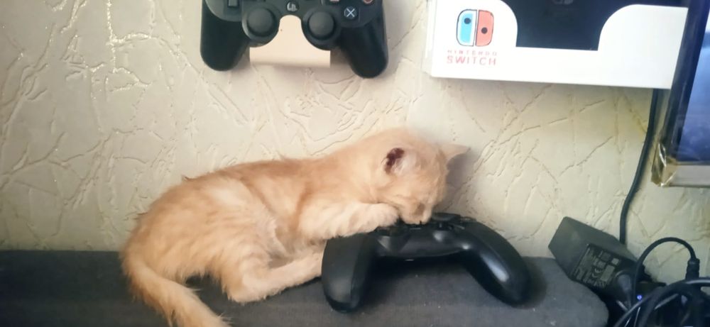 Котики в добрые руки