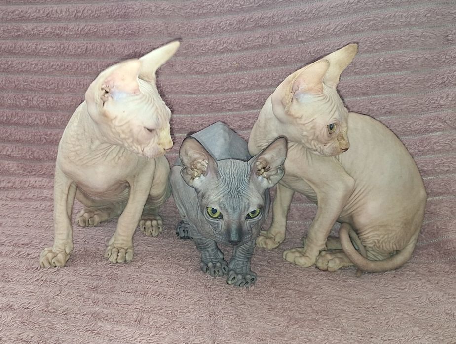 Котята Канадские