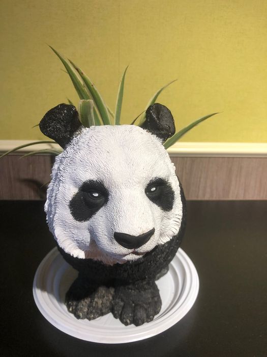 Хлорофитумы в садовых горшках