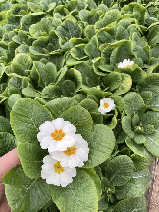 Иглика едроцветна