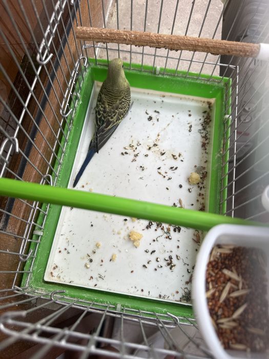 Паругай Срочна прадается
