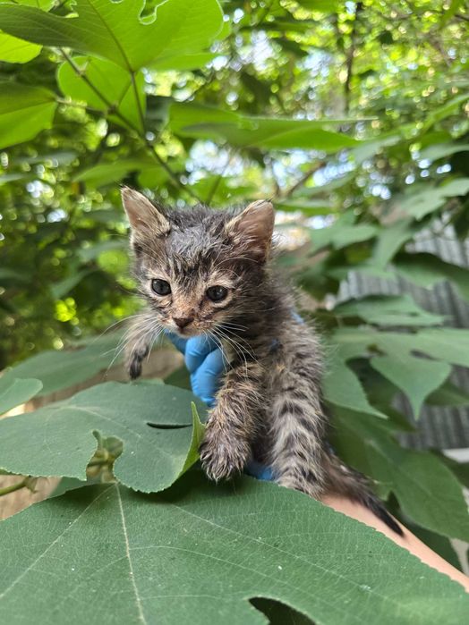 Котята ищут семьи!