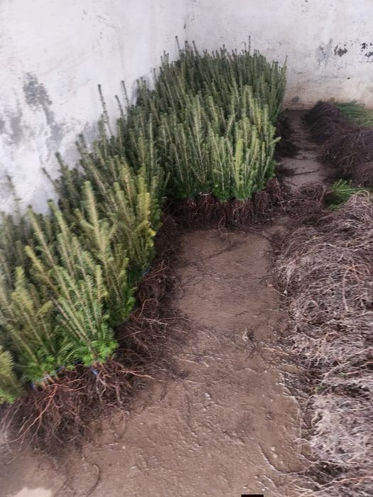 puiet molid,pin,brad,tei,pawlonia