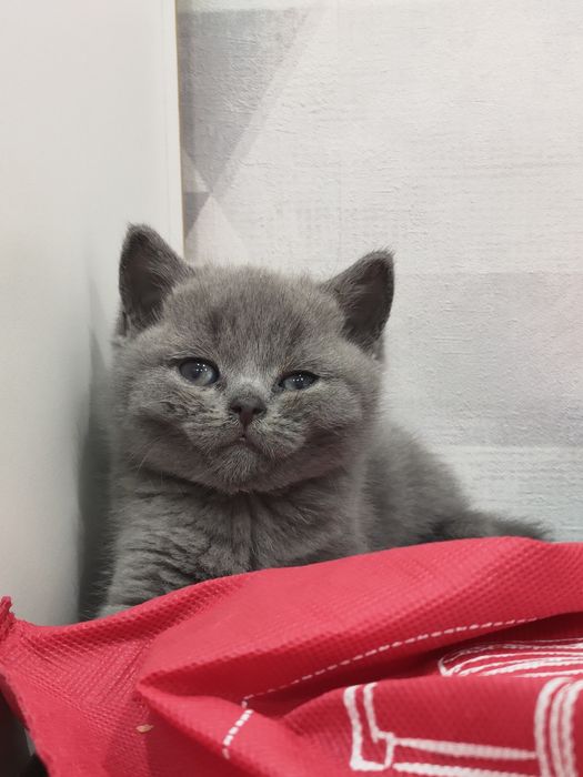 Британский котенок (мальчик)
