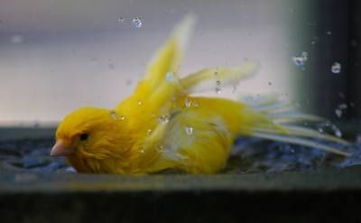 Prodam Kanareyki limonniy. Sayroqi.