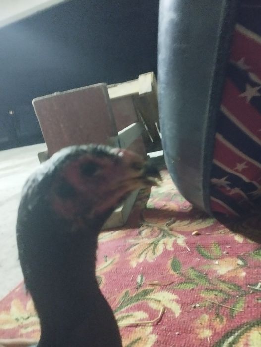 Продам молодую семейку