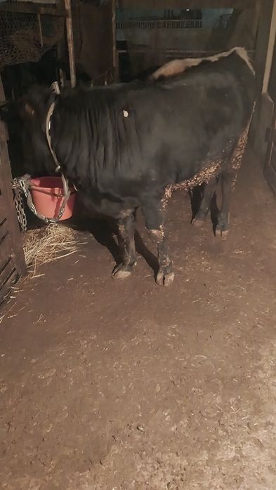 Бычки  опетит хороший