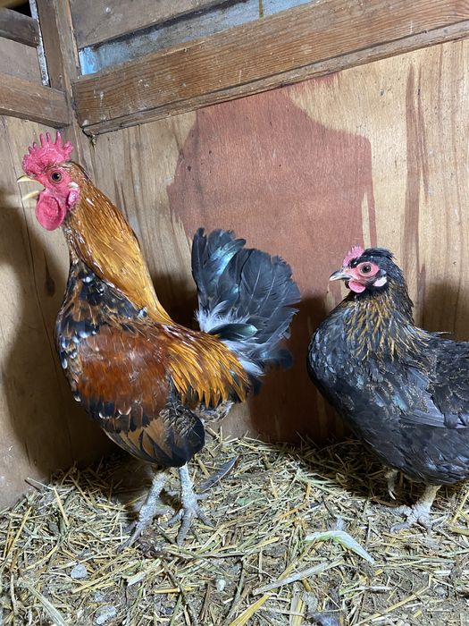 Китаец пара, петух бомба