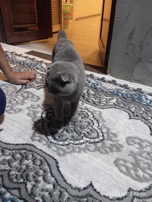 Laura Teylor anal porno