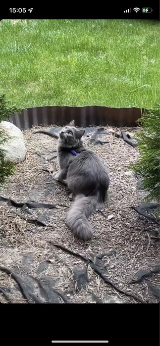 Потерялся кот!