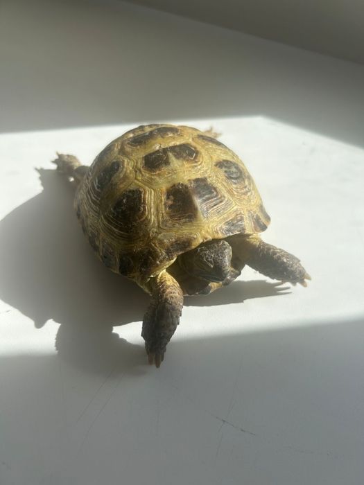 Продается кролик для дома