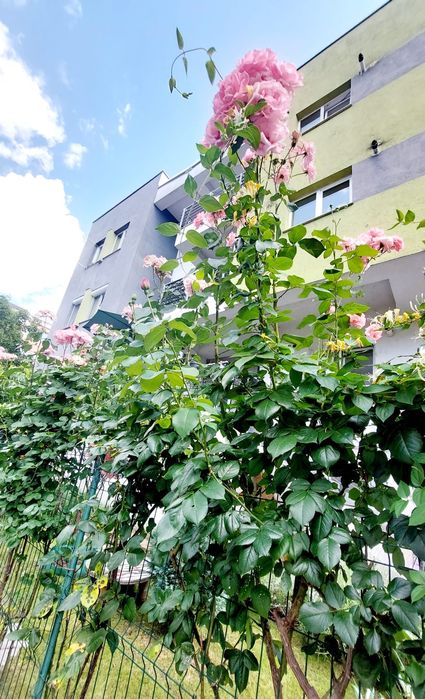 Apartament 3 camere George Enescu