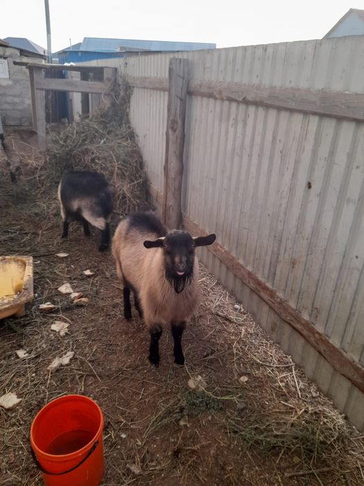 Сатылады Саудасыбар