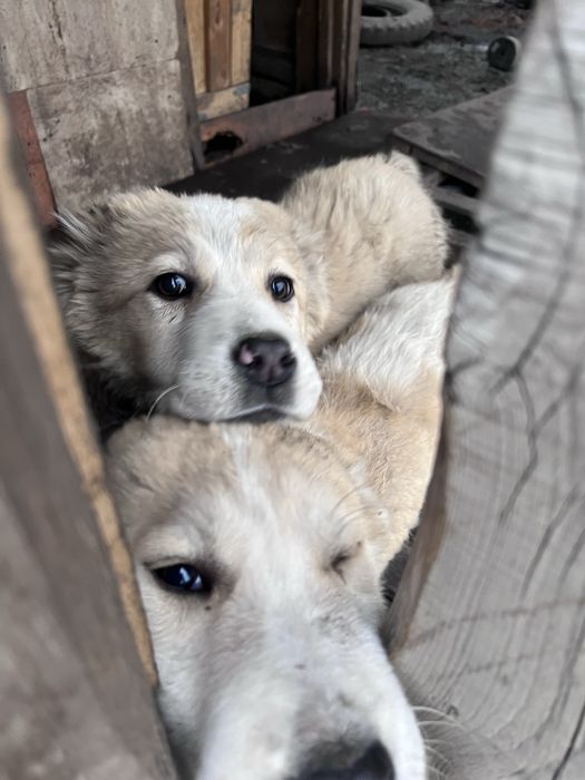 Продаются щенки САО