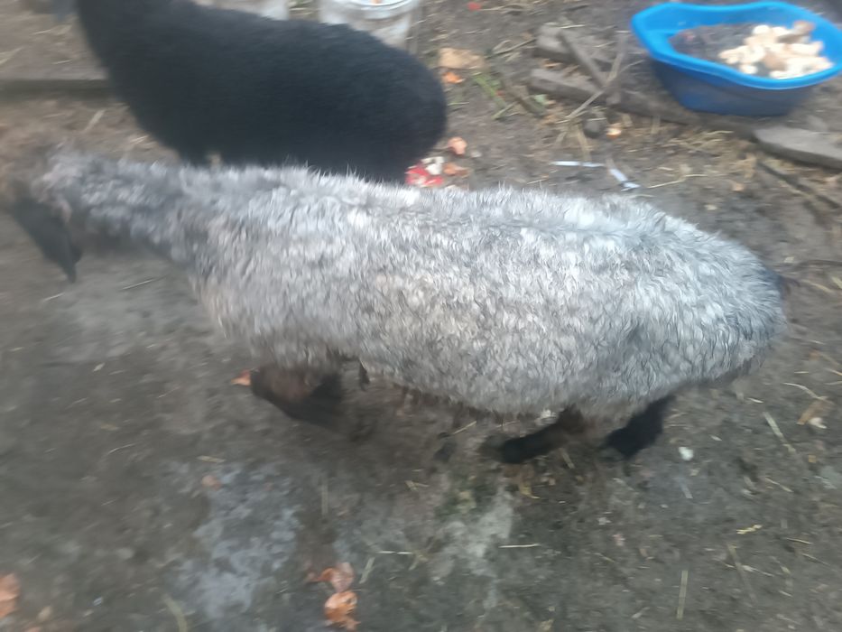 Кошкар 150 000 кой 100 000