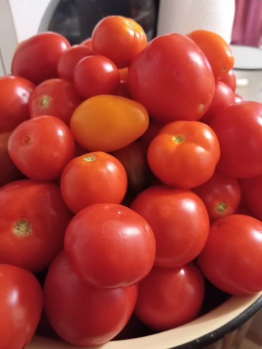 Продам засолочные помидоры