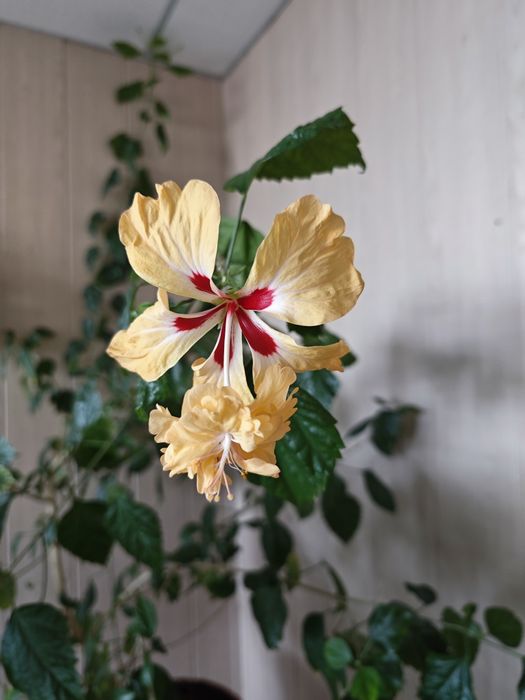 Комнатные цветы разные от 1500