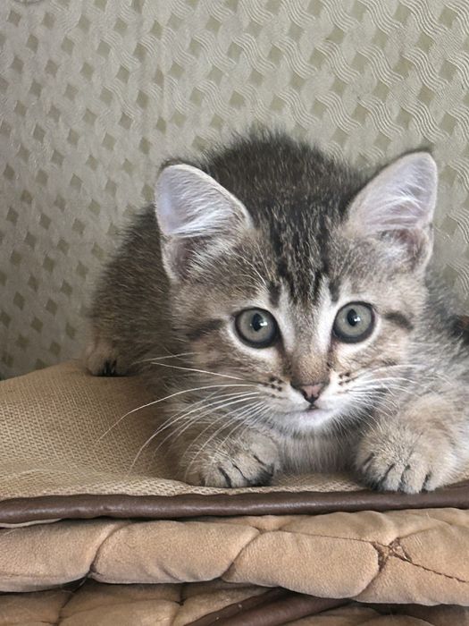 отдам красивых котят