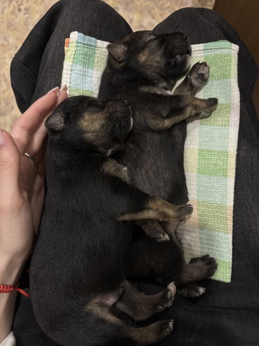 Отдам щенка мальчик и девочка