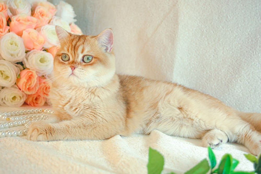 Британская золотая шоколадная шиншилла из Питомника Catalin_Castle