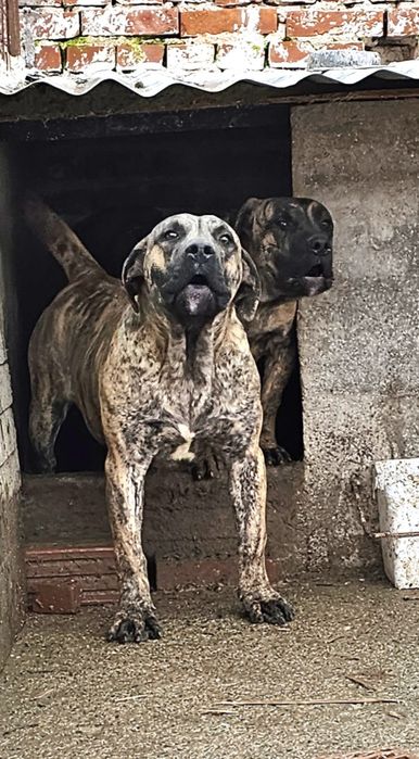 Куче Dogo Canario