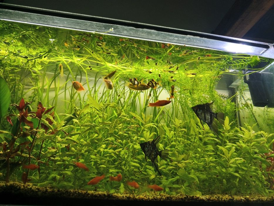 Pești de acvariu și plante