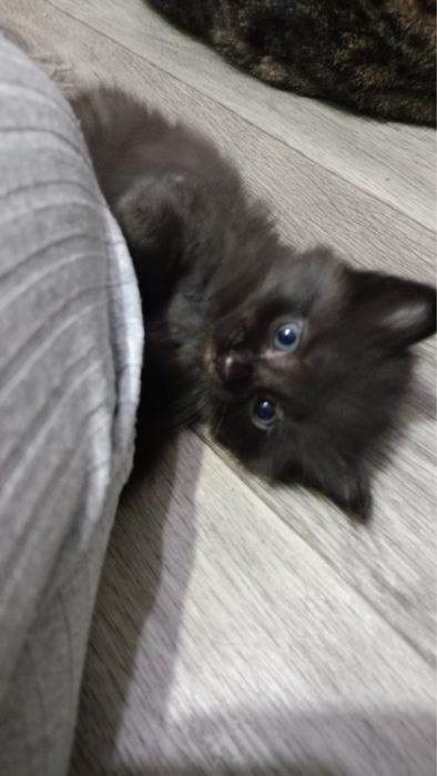 Отдам котят в хорошие руки