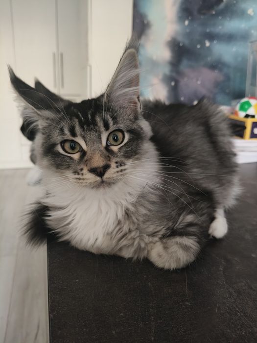 Мейн кун, котята 4 месяца