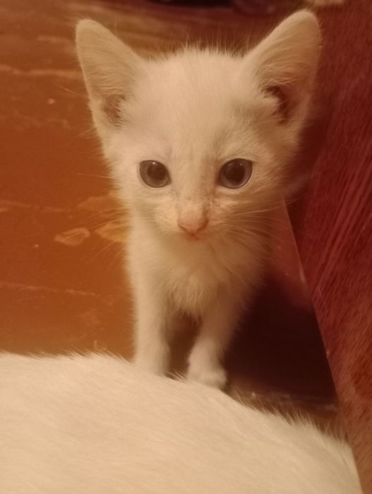 отдам котят СРОЧНО