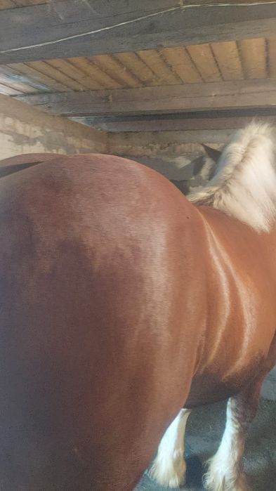 Vând doi armăsari ardenezi