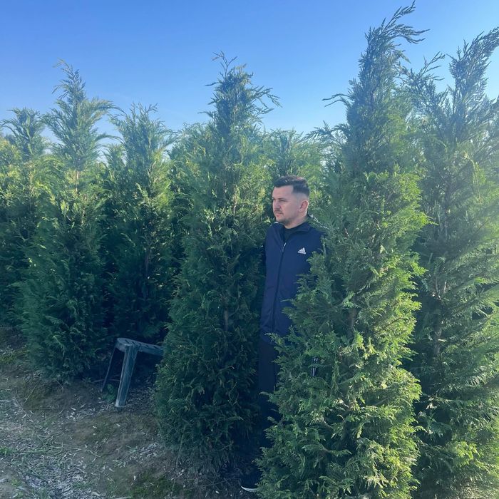 Avem o gama larga de plante ornamentale