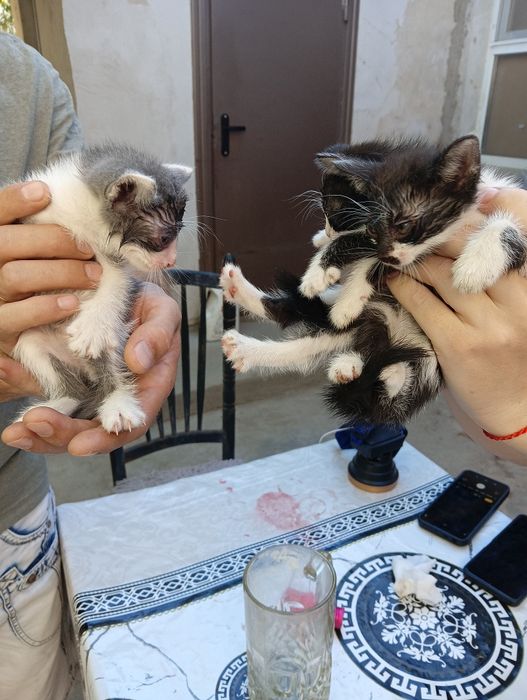 Отдаем милых котят в хорошие руки