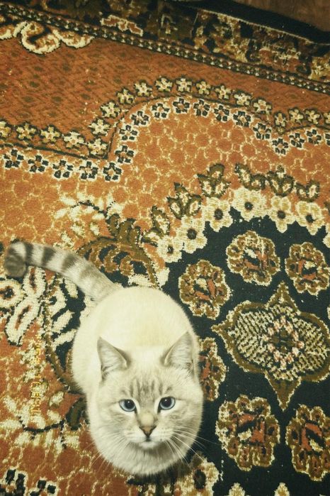 Отдам даром Котика