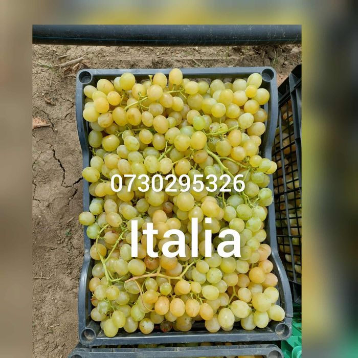 Vând Butași viță de vie Altoita și Hibrida Certificată si Autorizata