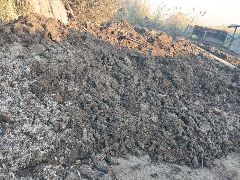 Товук ва мол дарси сотилади