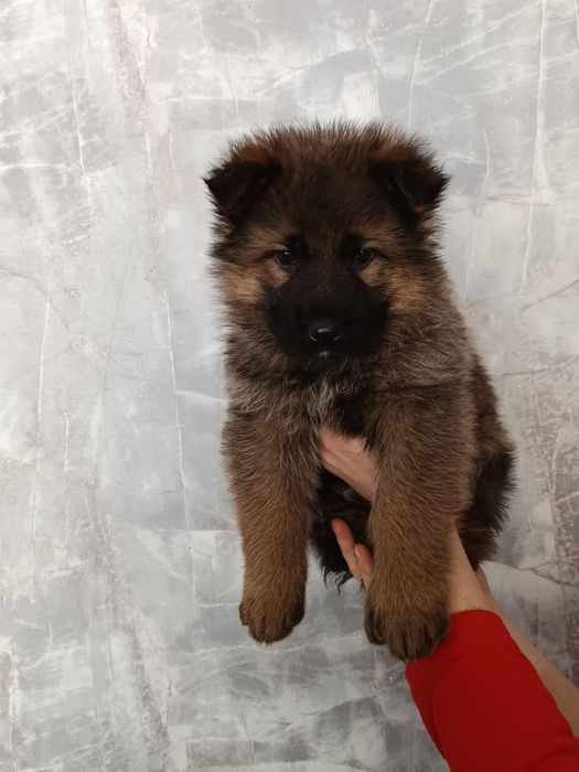 Шикарные щенки Немецкой овчарки