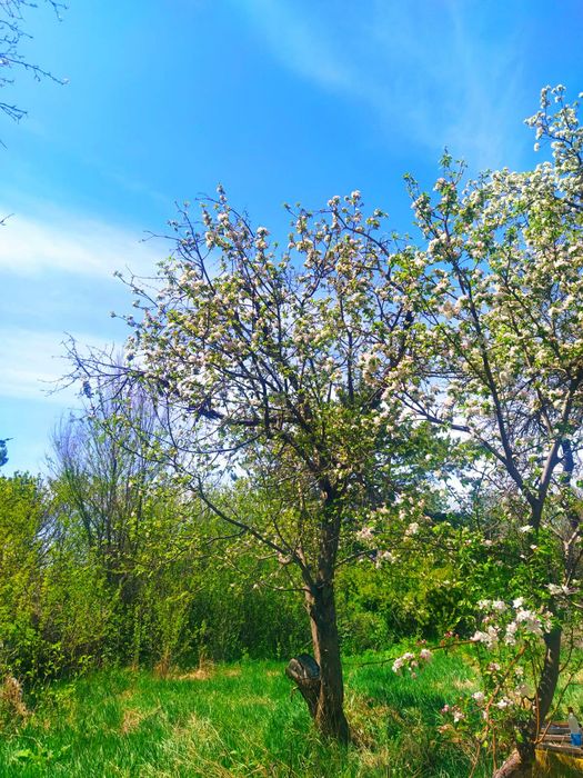 Срочно продам Дачу