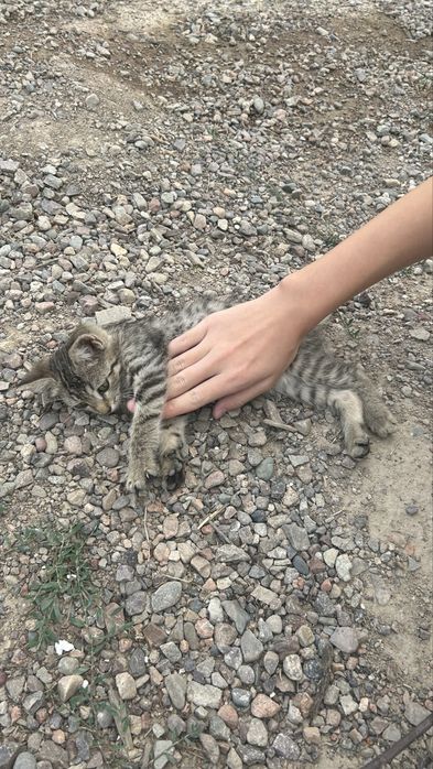 Кошка,марғау өте сүйкімді марғау кішкентай