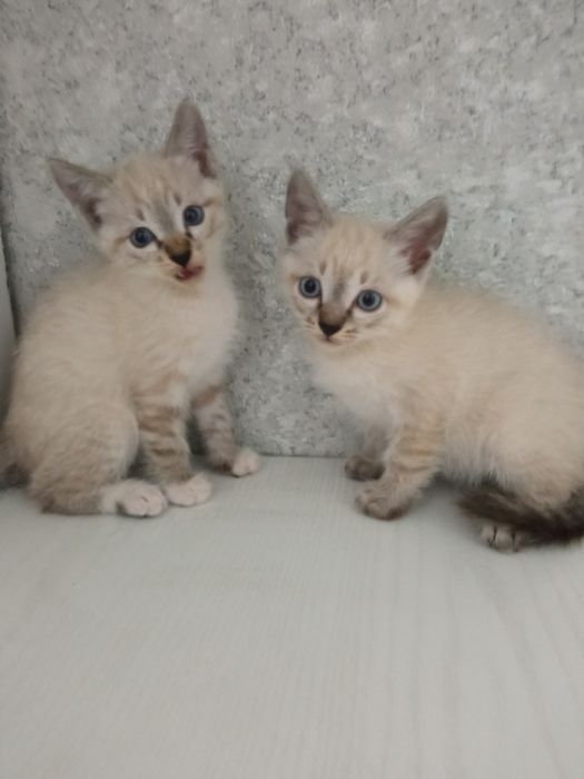 Отдам котят в добрые руки