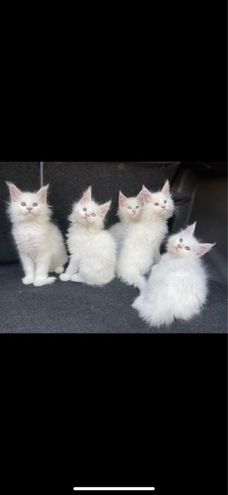 Мейн кун бедоснежные котята