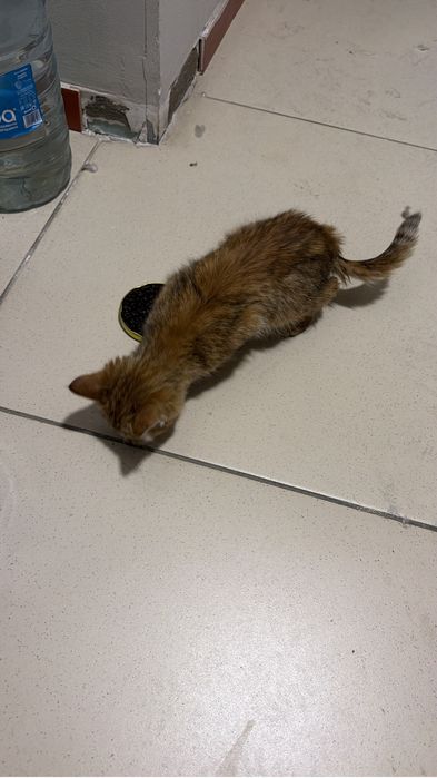 Котенок маленький уличный