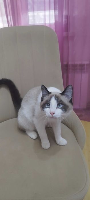 Отдам Котят в хорошие руки