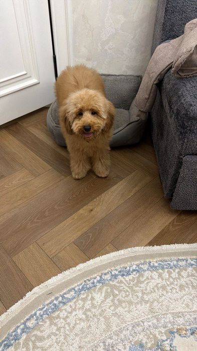 Пудель собака пародистая