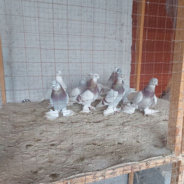 Рантовые лет игра разные оптом