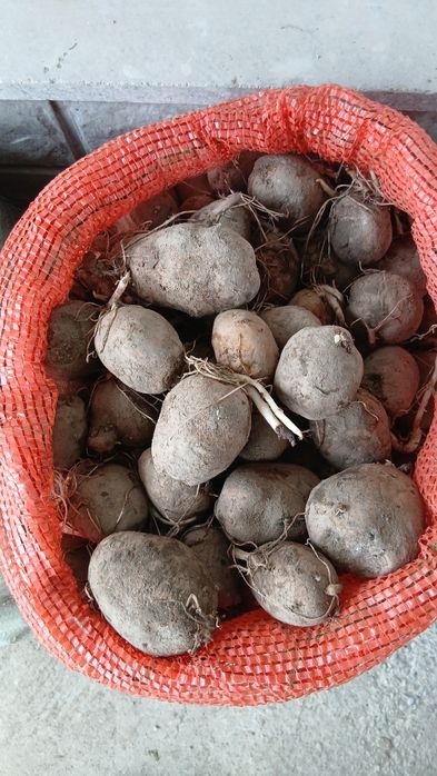 Продам картошку семенную