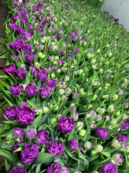 Тюльпаны оптом с теплицы