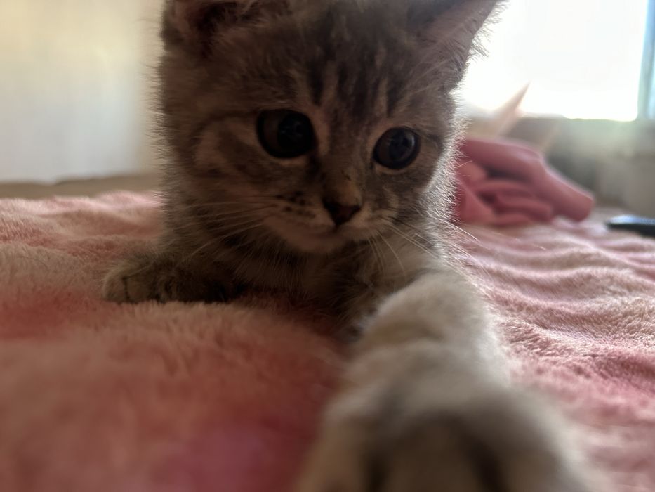 котенок Скоттиш страйт