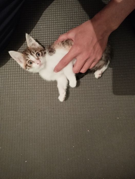 КОТЯТА в добрые руки отдам