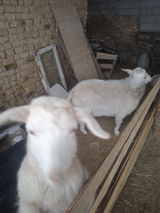 Козы ешкі сатылады