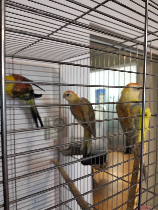 Papagali cântători și rosella, tineret.